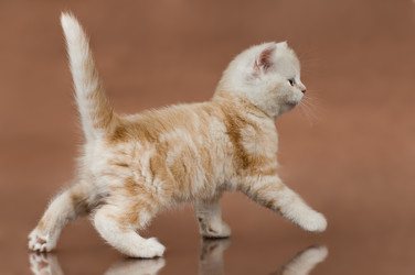 Similar image 8528295