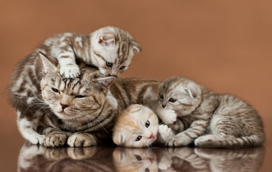 Similar image 8528331