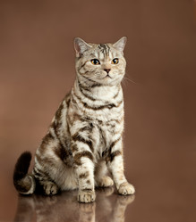 Similar image 8528374