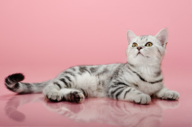 Similar image 8528625