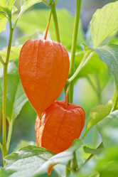 Similar image 8529425