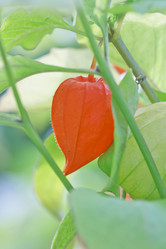 Similar image 8529427