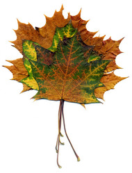 Similar image 8529641