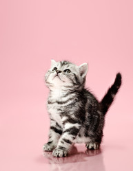 Similar image 8529881