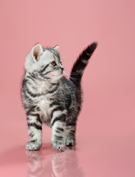 Similar image 8529893