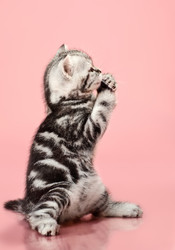 Similar image 8529896