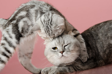 Similar image 8529930