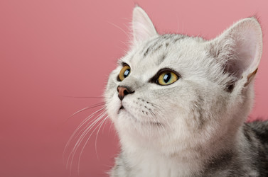 Similar image 8529934