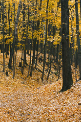 Similar image 8530081