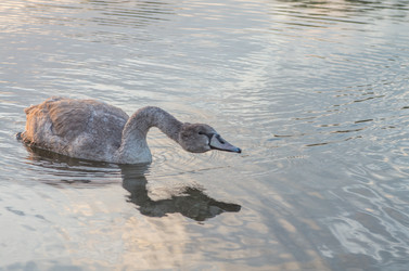 Similar image 8530433