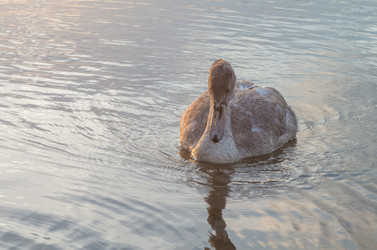 Similar image 8530435