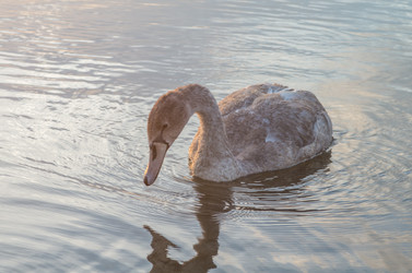 Similar image 8530437