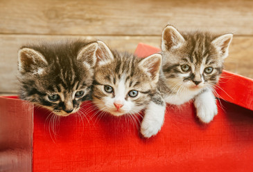 Similar image 8530722