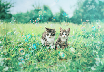 Similar image 8531040