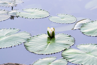 Similar image 8531275