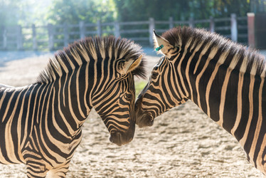 Similar image 8532482