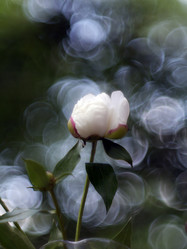 Similar image 8535017