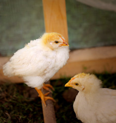 Similar image 8539234