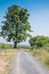 Similar image 8539952