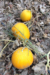 Similar image 8546091