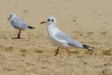 Similar image 8547080