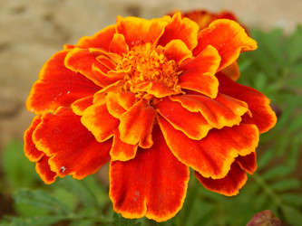 Similar image 8547106