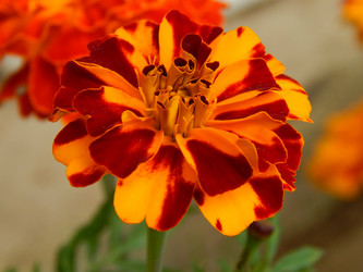 Similar image 8547107