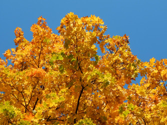 Similar image 8547136