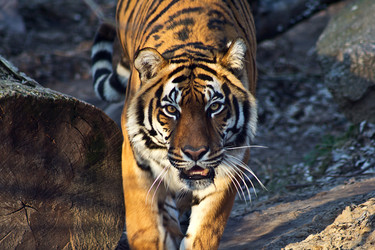 Similar image 8547465