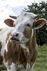 Similar image 8547475