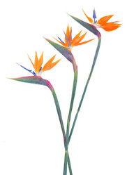 Similar image 8548553