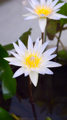 Similar image 8560493