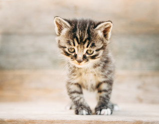 Similar image 8561810