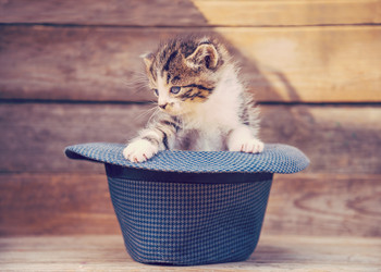 Similar image 8561932