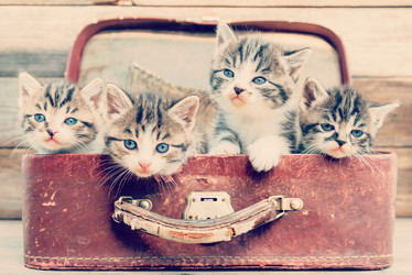 Similar image 8561959