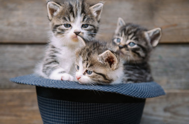 Similar image 8562004