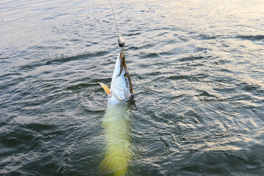 Similar image 8574875