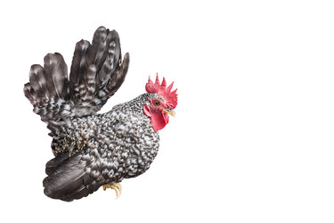 Similar image 8583506