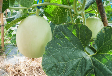 Similar image 8583529