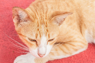 Similar image 8584265