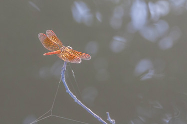 Similar image 8584268