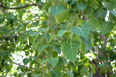 Similar image 8584649