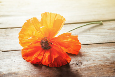 Similar image 8587079