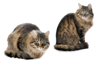 Similar image 8588834