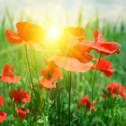 Similar image 8595007