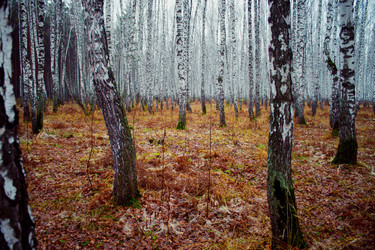 Similar image 8636070