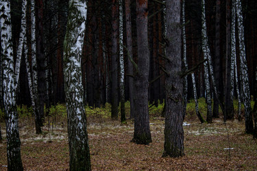 Similar image 8636072