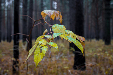 Similar image 8636087