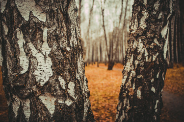 Similar image 8636186