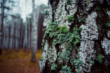 Similar image 8636188